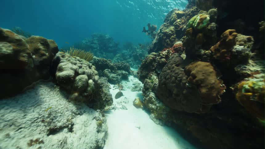 A fish is swimming around a coral reef