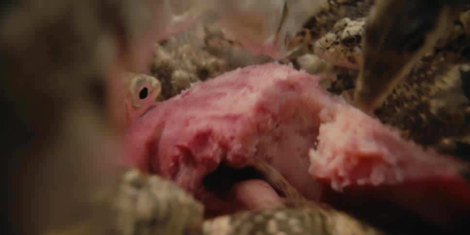 The fish are all eating a piece of meat