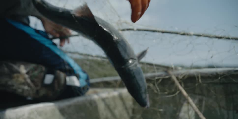 A man lifts a net with a fish in it