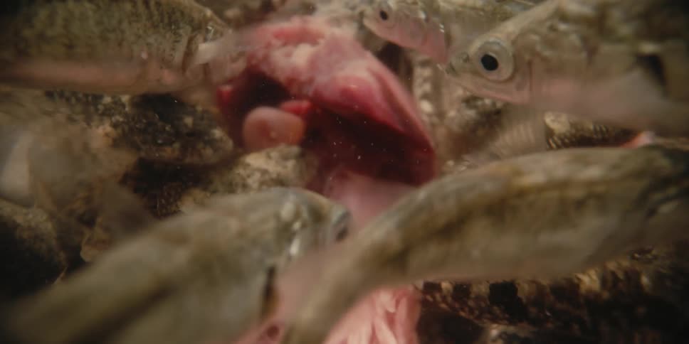 School of fish swarms over pinkish flesh