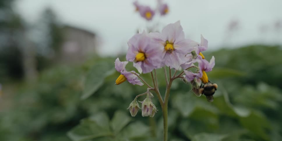 A bumblebee flying on and around a plant with flowers