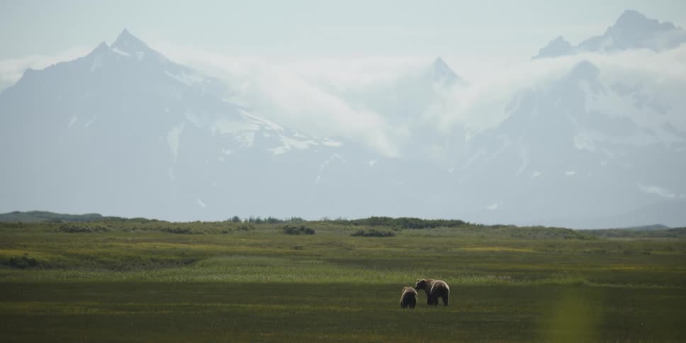Grizzly bears move across field with foggy mountains on the horizon