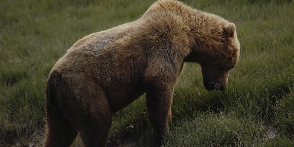 A brown bear is eating grass