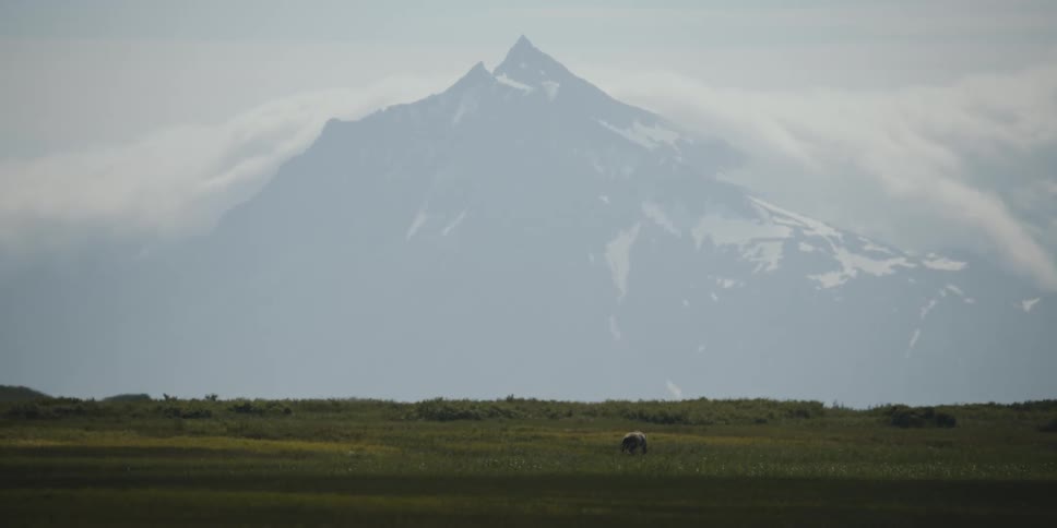A bear walks across a grassy field in front of a mountain range