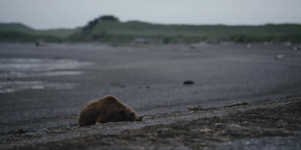 A brown bear is sleeping on a beach