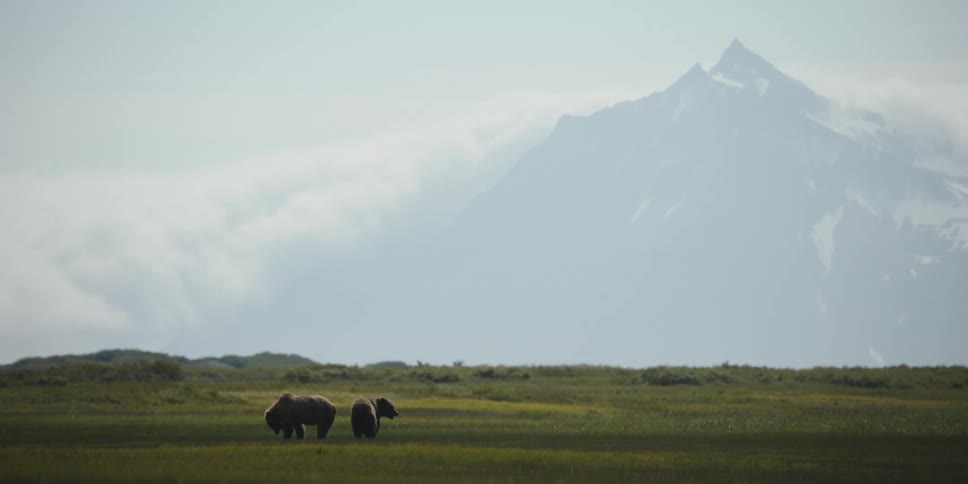 A bear of bears graze together in a grassland during the day