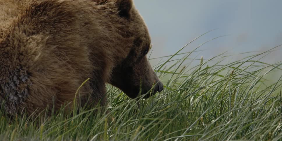 A bear is sitting in a grassland area during spring