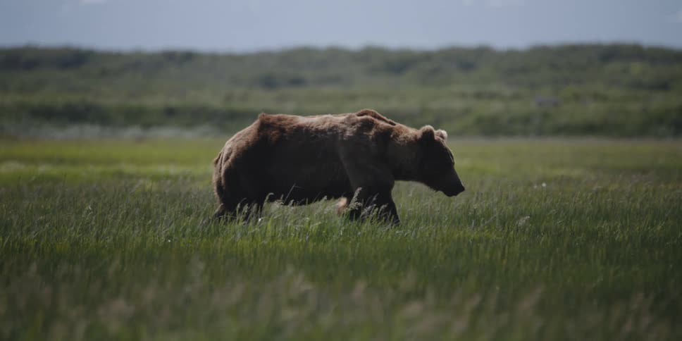 A brown bear is walking across the grass