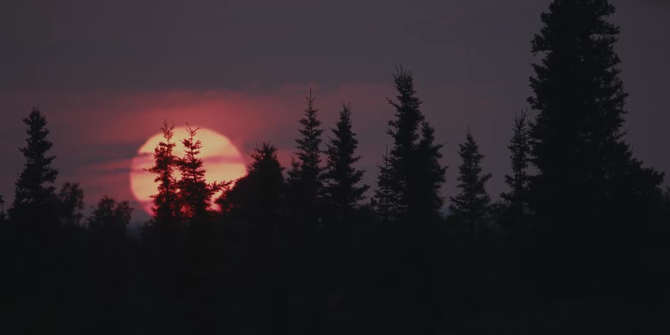 A huge sun is setting behind pine trees in a dark sky