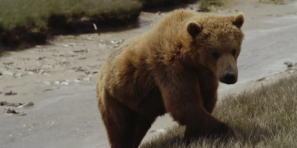 A brown bear climbs up a hill away from a river