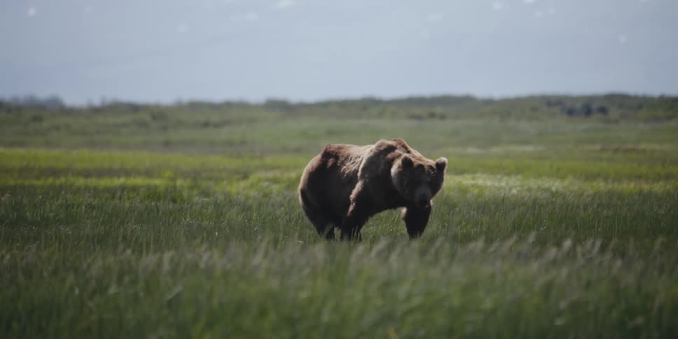 A bear stands in a grassland on a clear day