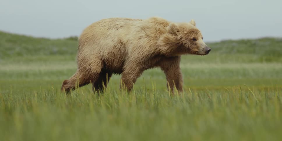 A brown bear is walking across the grass