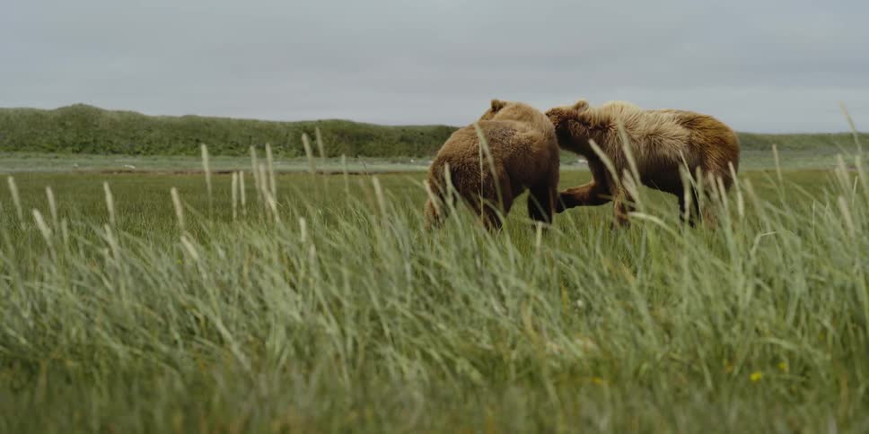 Two brown bears play in a grassy field