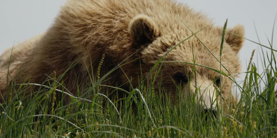 A bear is resting in a grassland area