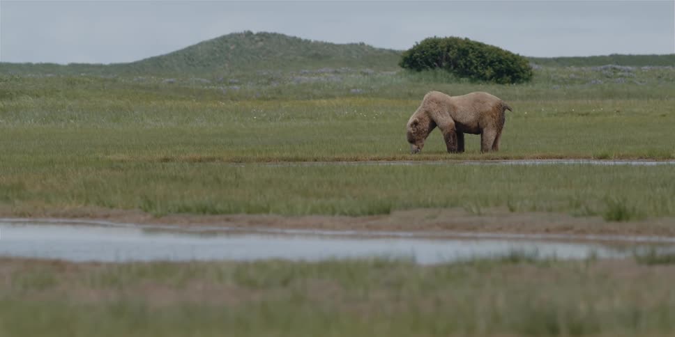 Grizzly bear stands drinking in field with hill and tree in the background