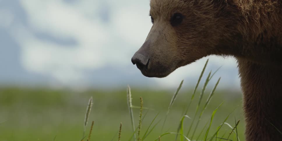 A bear walks through a grassland during the day