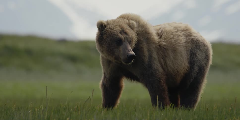 A bear chews grass while standing in a grassland during the day