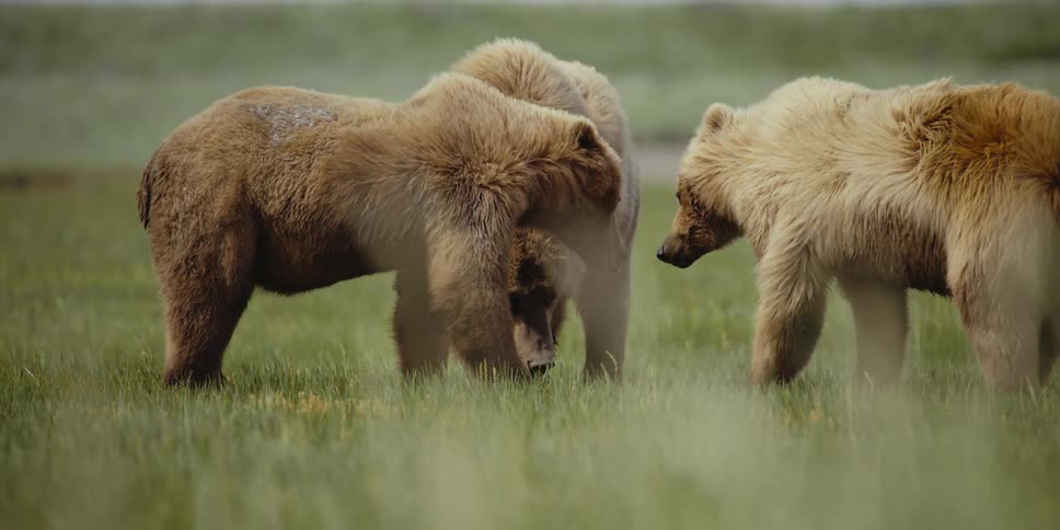 A group of bears playfully bite one another in a grassland during the day