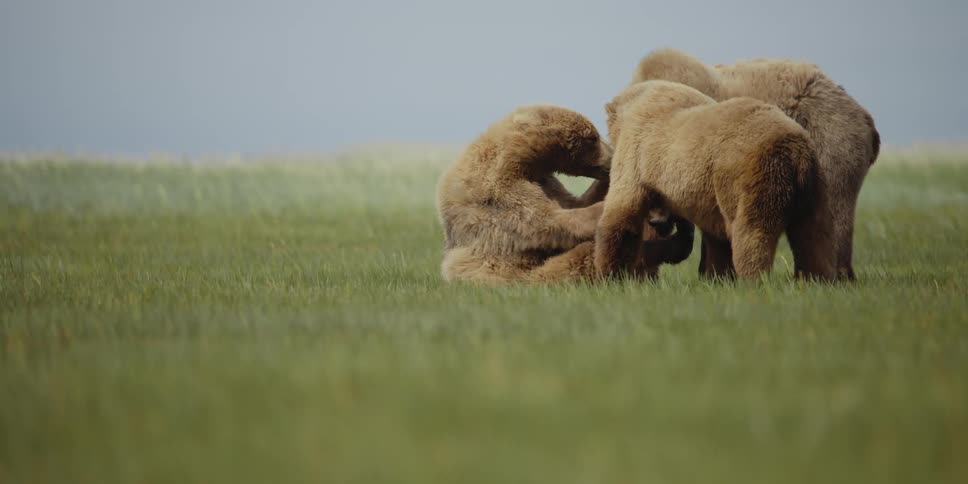 Three bears bonding together in an open grass field