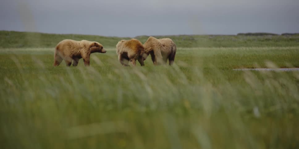 A group of bears play with one another in a grassland during the day