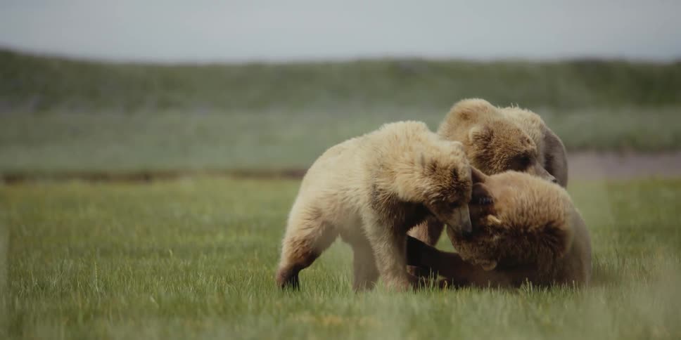 A group of bears play together in a grassland during the day