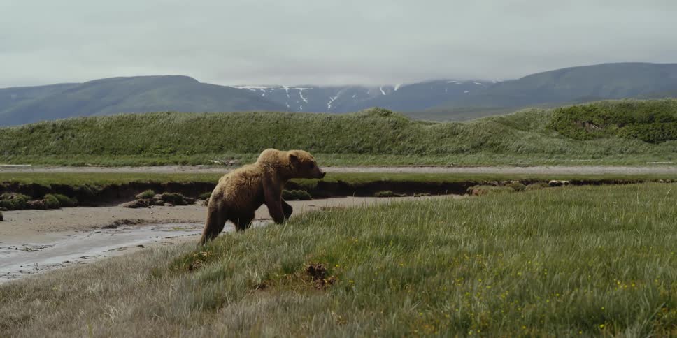 A bear is walking through a grassland area