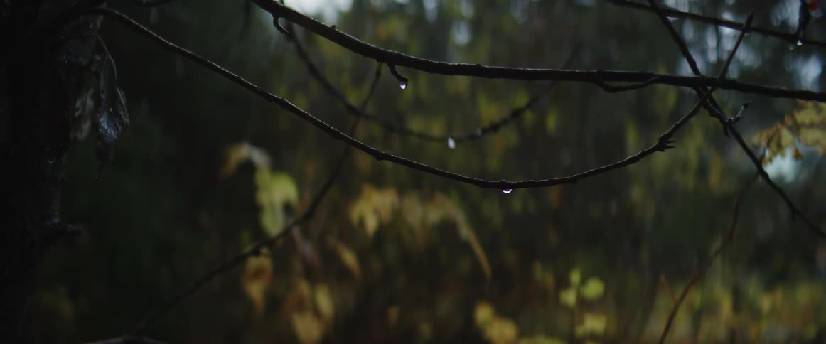 Water droplets hang from tree branches in the woods