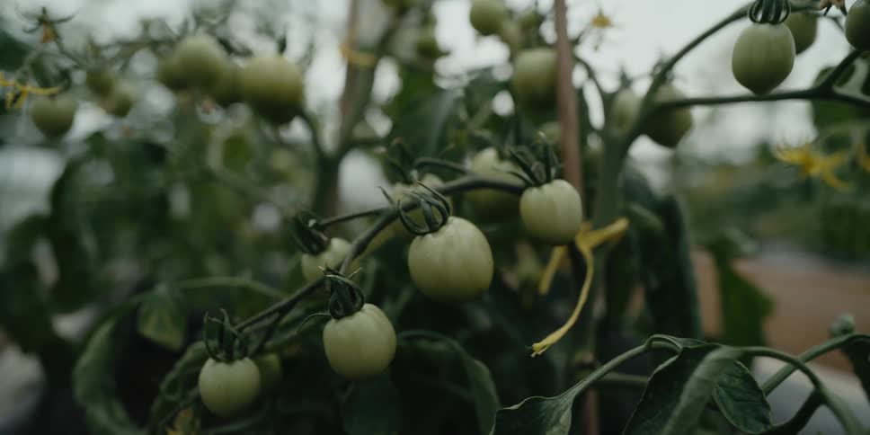 Tomato plants are flowering and have small green tomatoes