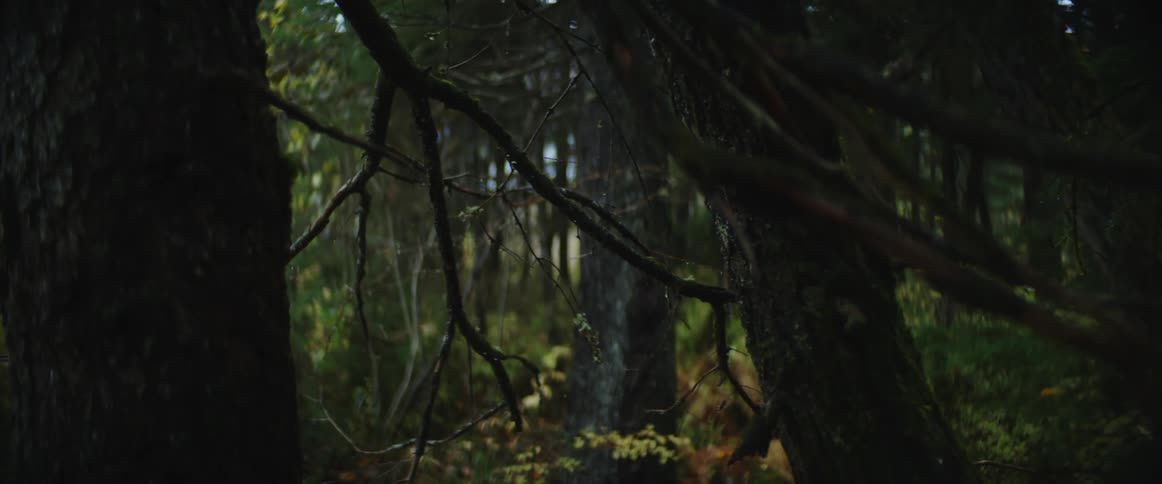 Water drips from the branches of a tree in a woodland on a rainy day
