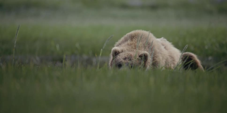 A bear cub is sleeping in a grassland area