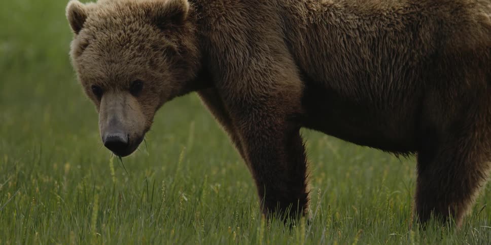 A bear eats grass while standing in a grassland during the day