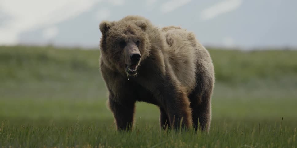 A bear is grazing on the field
