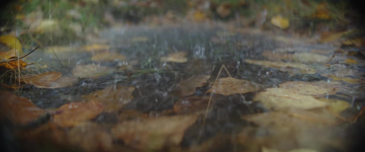 Rain falls into a puddle in the grass filled with fall colored leaves