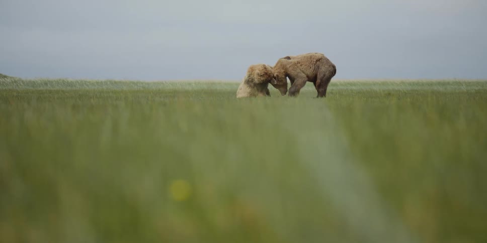 Two brown bears wrestle and play in the green grass plains