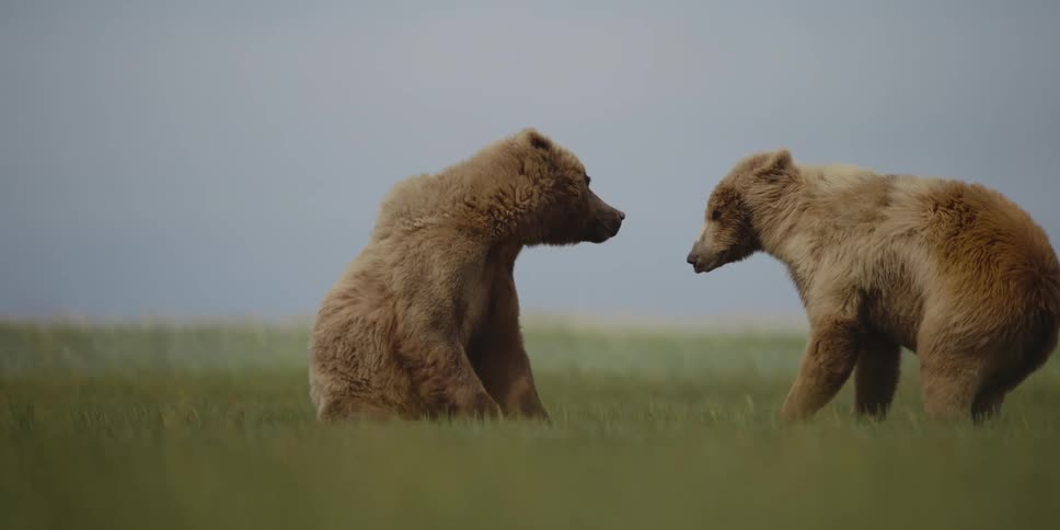 Two bears are fighting each other outdoors