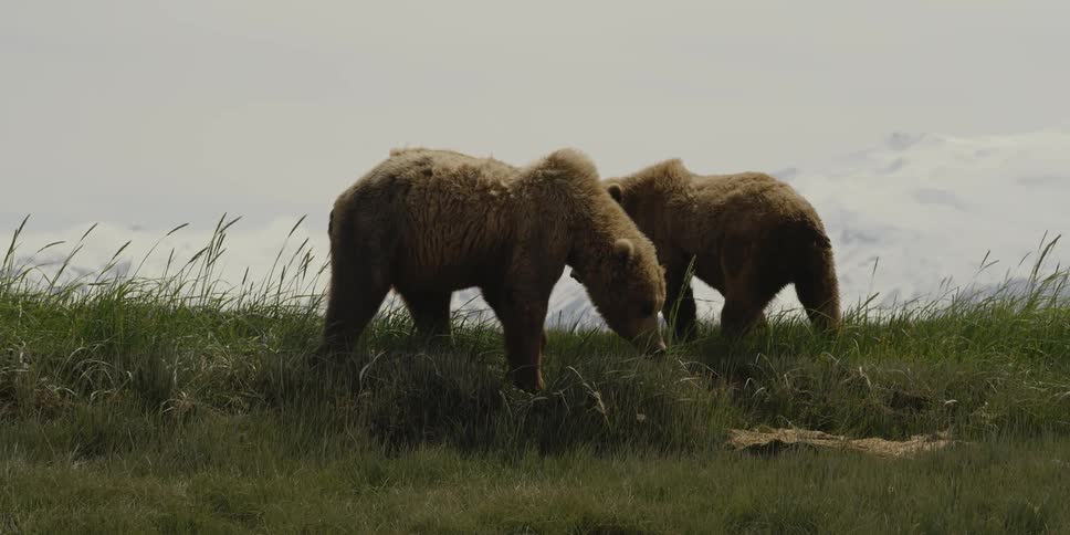 Two brown bears are moving in the grass toward each other