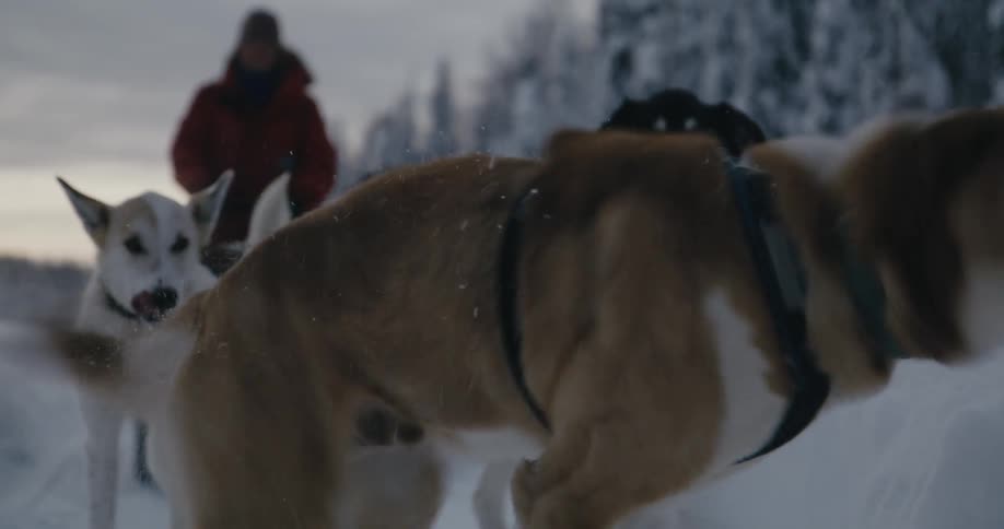 A person is outdoors with his dogs in an arctic area