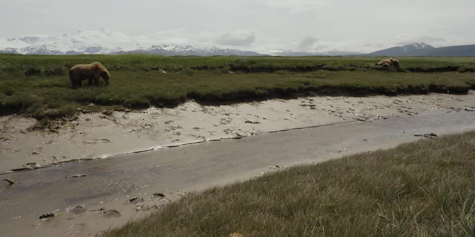 A bear grazes near a river in a grassland during the day