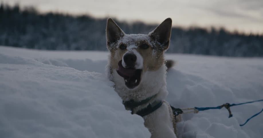 Dog on harness and leash stands in tall snow with conifer forest in the background
