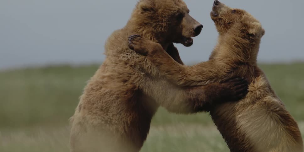 Two brown bears are fighting in a grassy field
