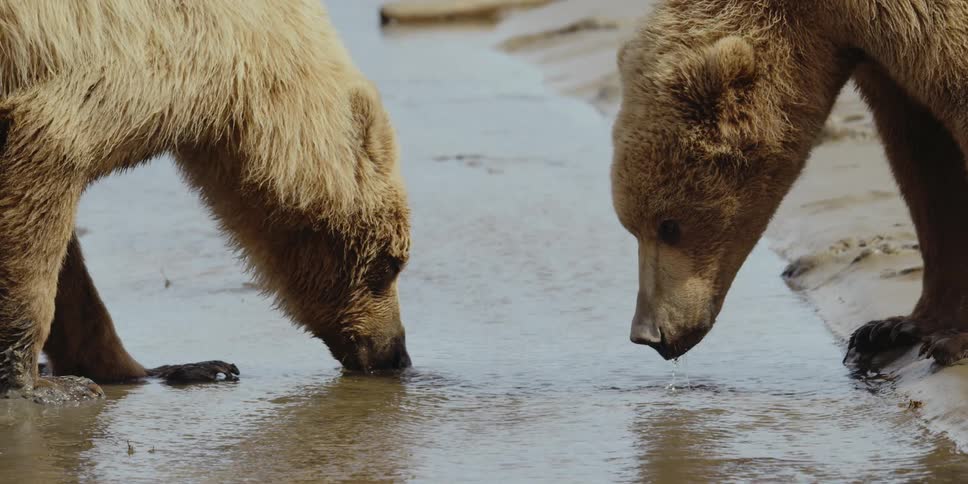 Two brown bears drink water from flowing stream