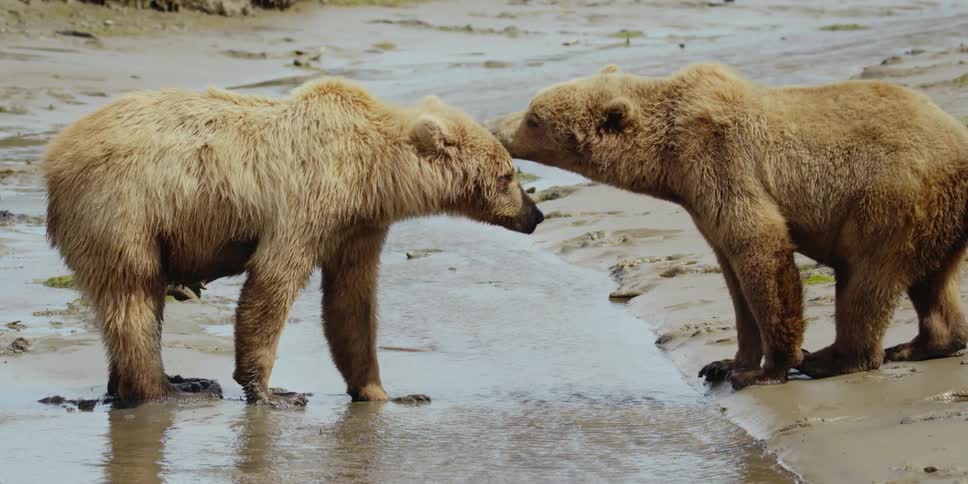 A pair of bears stand near a stream outdoors during the day