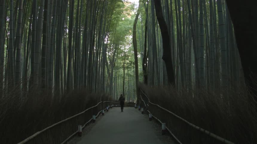 A person is walking down this path surrounded by trees