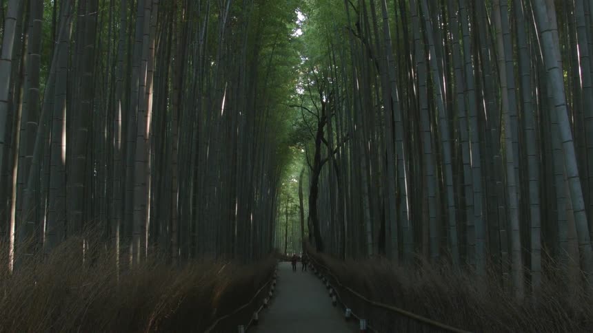 Two people walking on a dark forest path