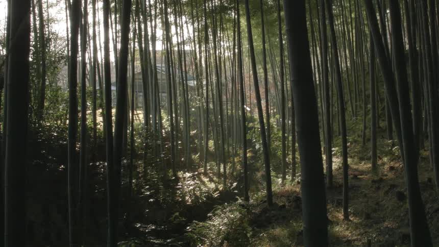 Thin trees in a forest during the day