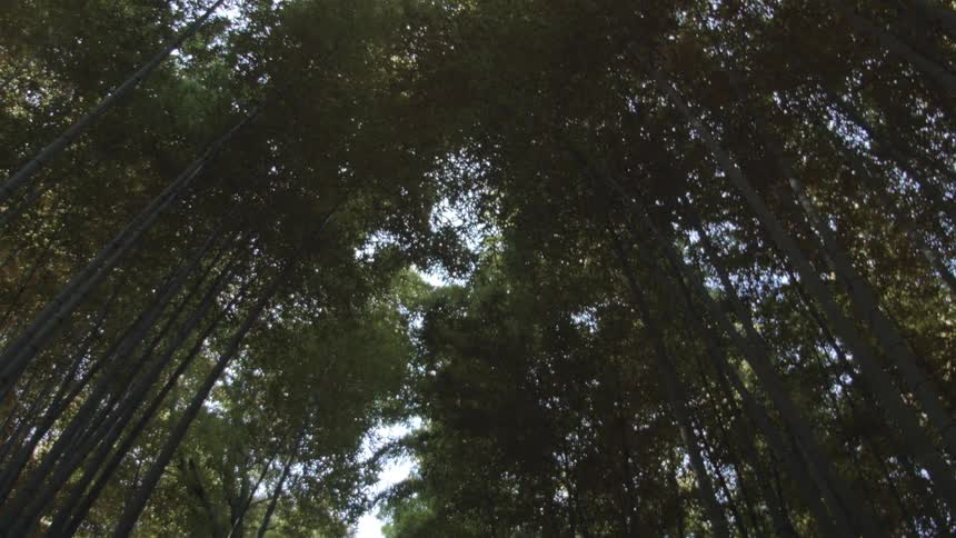 Inside a forest at night