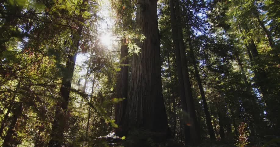 Sunlight shines brightly through the trees in a forest