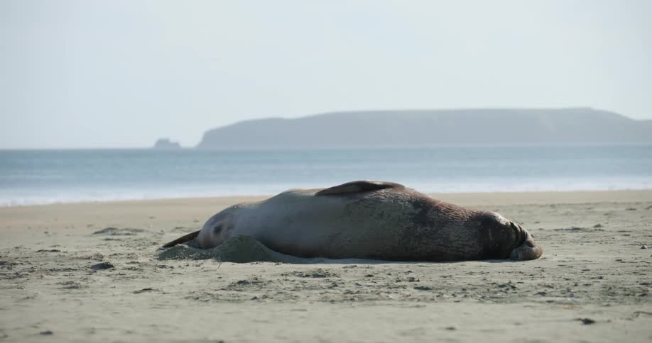 A seal lying on a sandy beach in the daytime