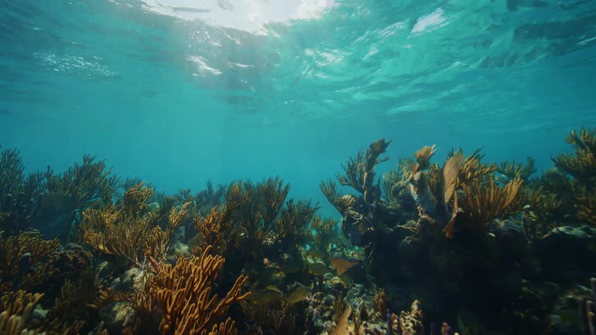 Sun rays reach kelp and coral reef on seafloor as fish swim through reef