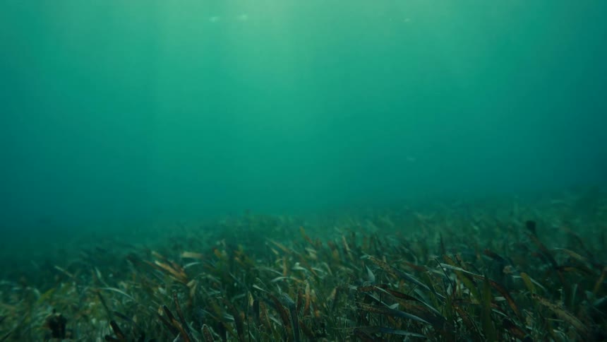 Marine plant life swaying underwater in the ocean